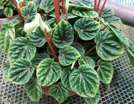 Peperomia caperata fiore