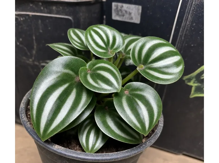Peperomia pianta
