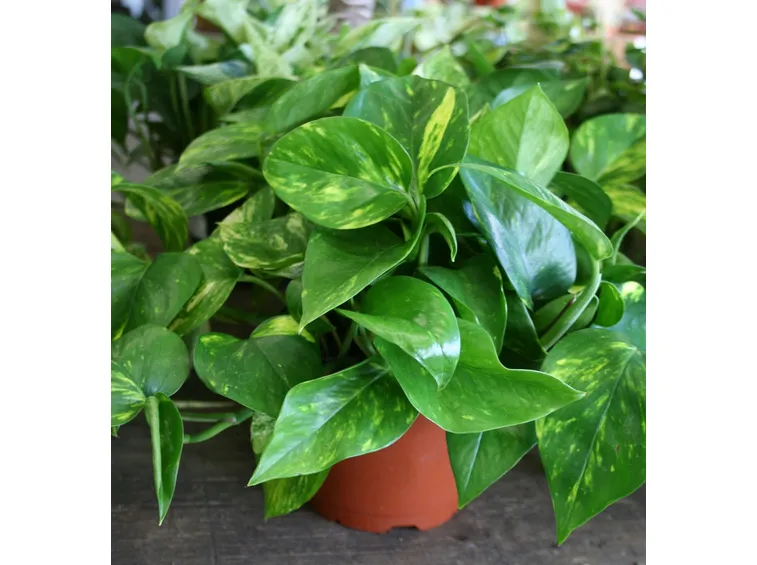 pothos