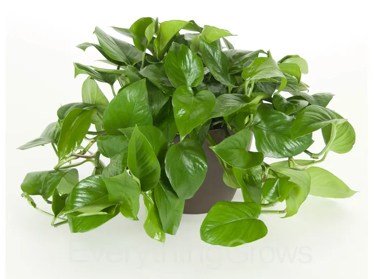 pianta di pothos