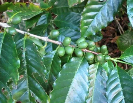 Coffea arabica