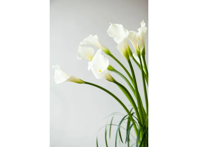 calla