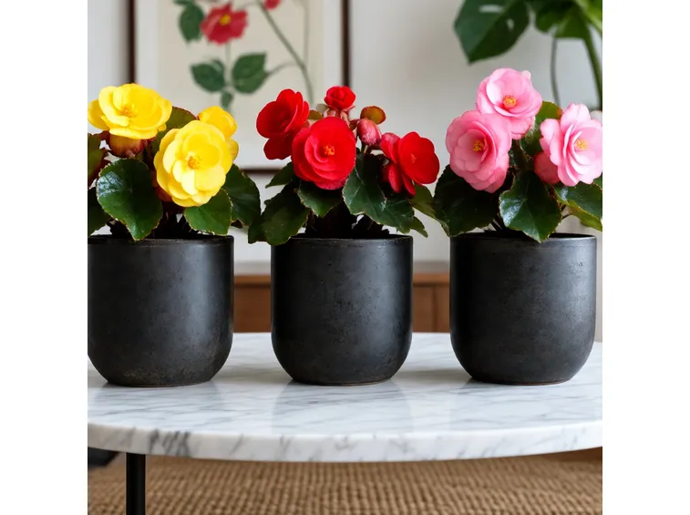 begonia