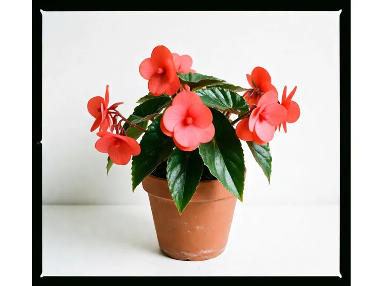begonia