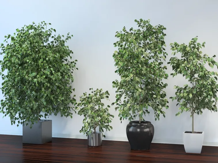 ficus benjamin