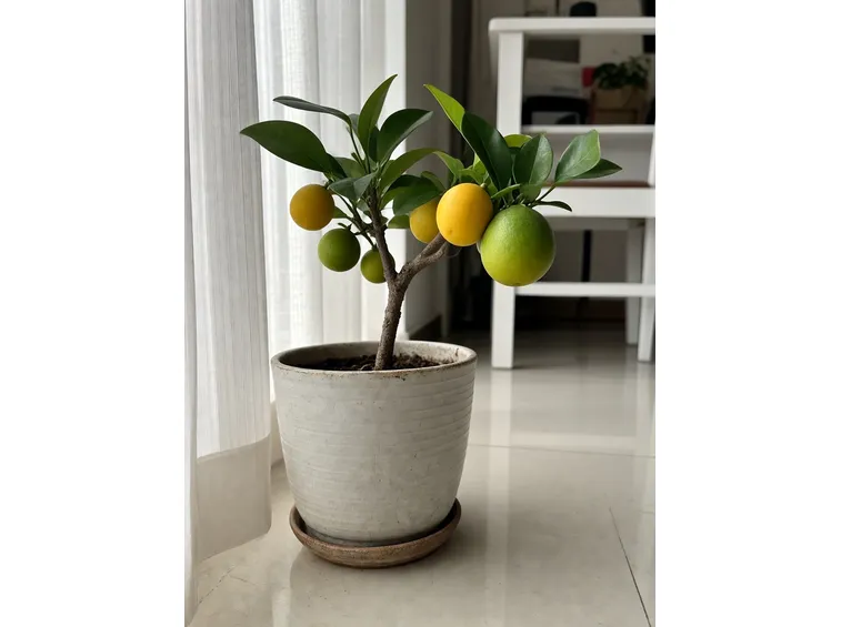 piante da interno