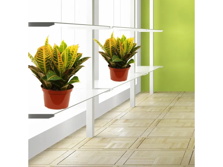 croton