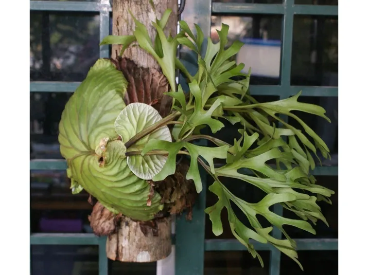 platycerium