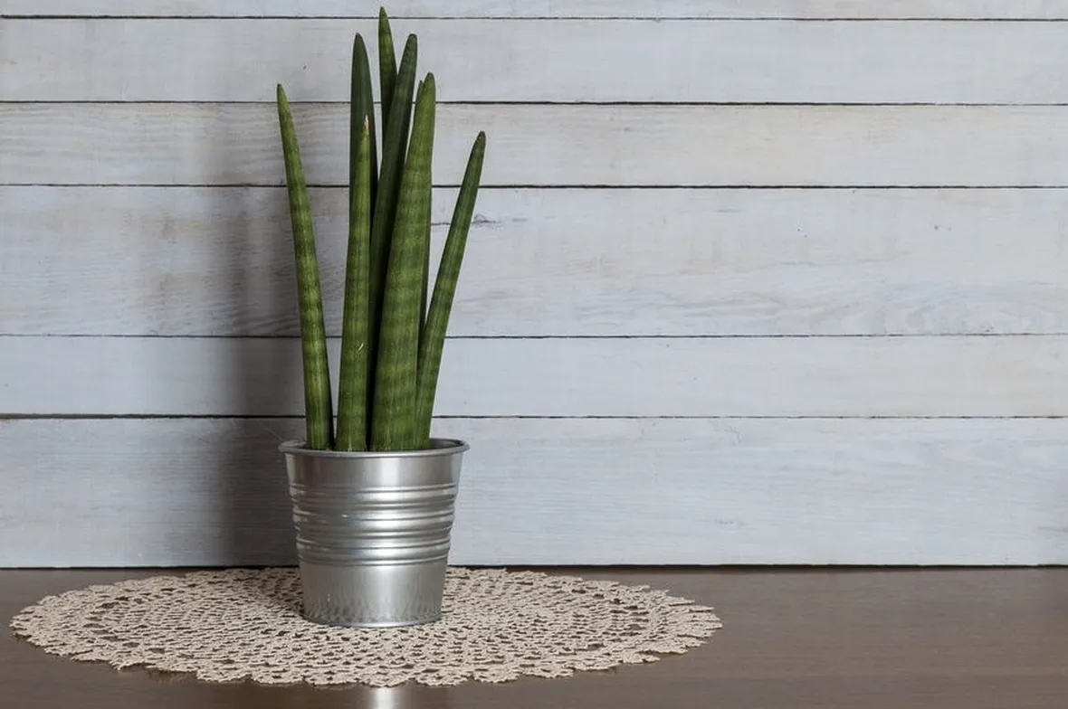 Sansevieria mikado vaso