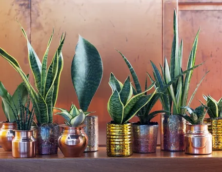 Sansevieria pianta