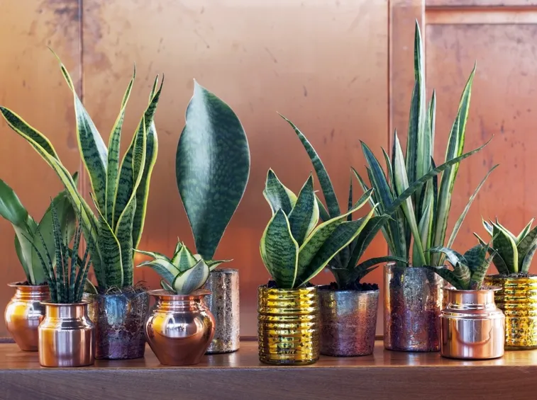Sansevieria pianta