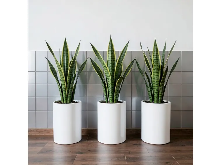 Sansevieria trifasciata in vaso