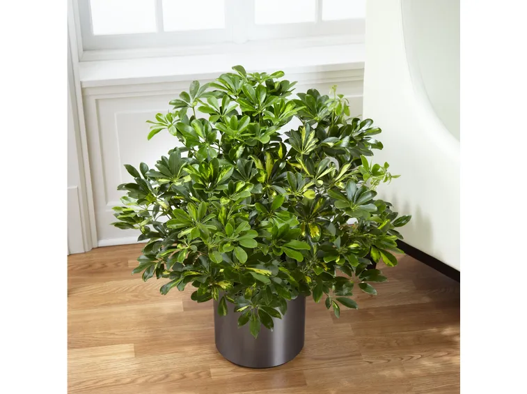 Schefflera in vaso
