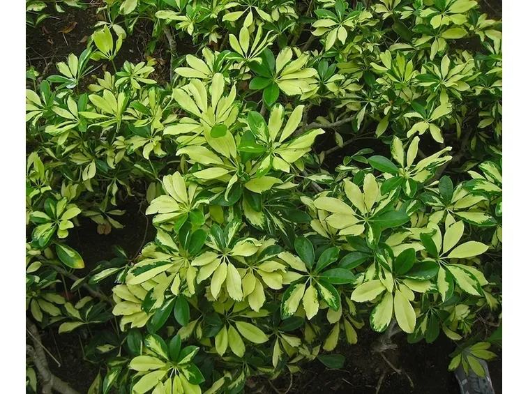 Pianta di Schefflera