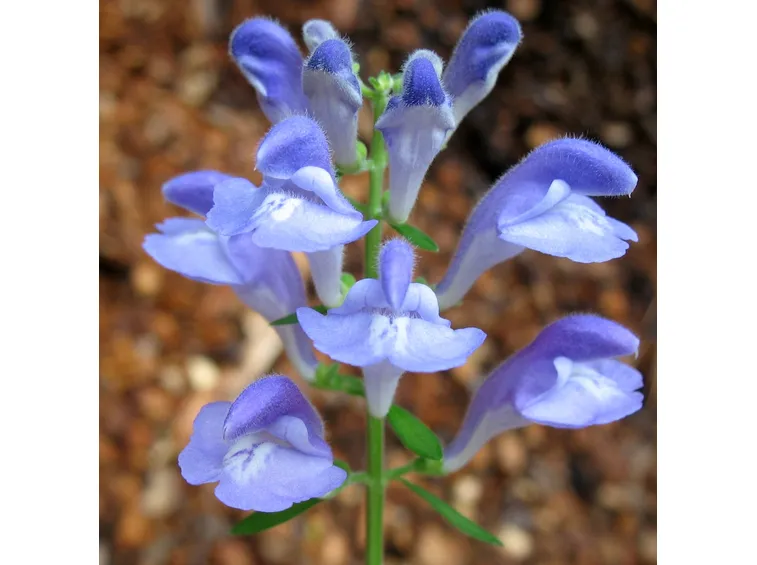 Scutellaria costaricana
