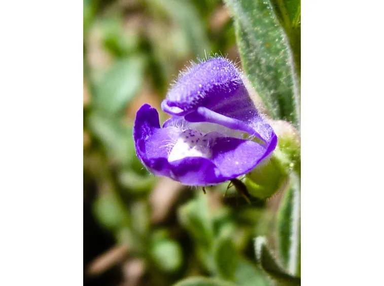 Scutellaria costaricana