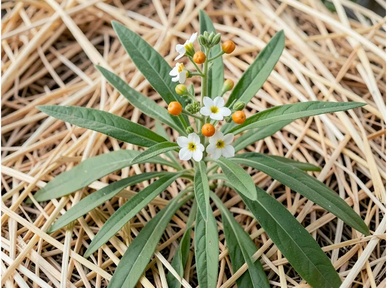 Fiore pianta ornamentale