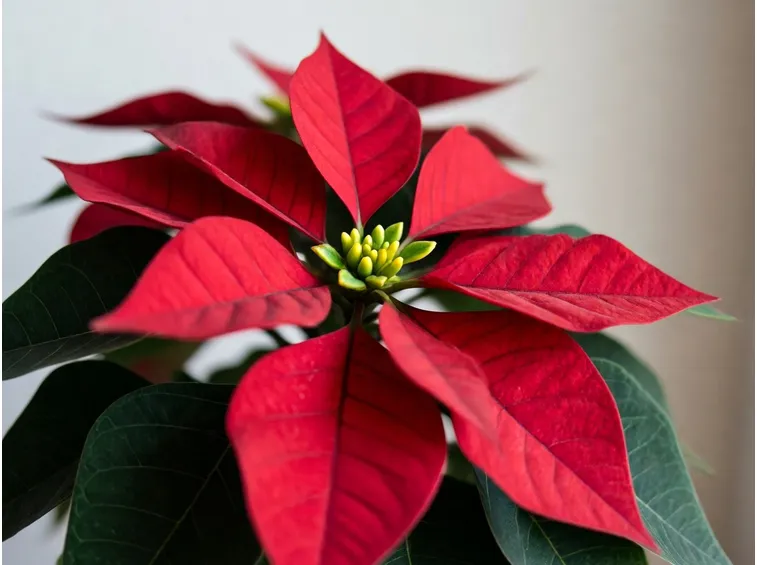 stella di natale pianta