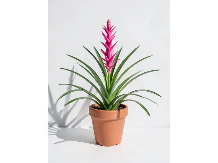 Infiorescenza di tillandsia cyanea