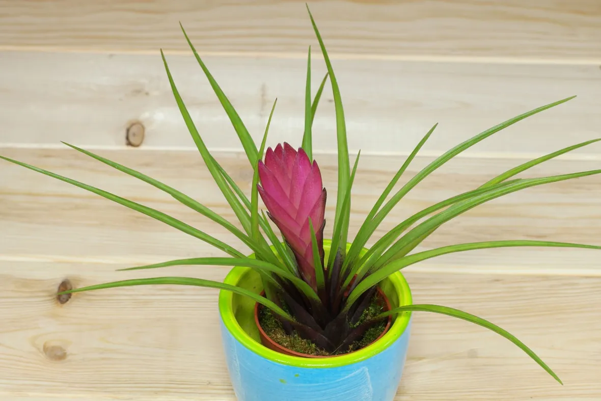 Tillandsia cyanea