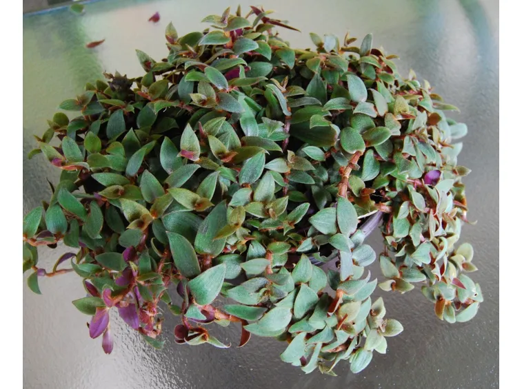 Tradescantia bracteata