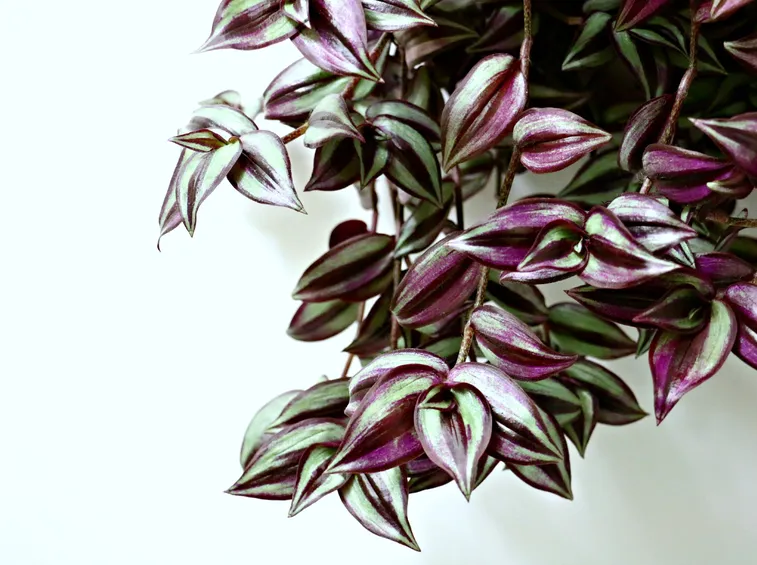 Tradescantia fluminensis