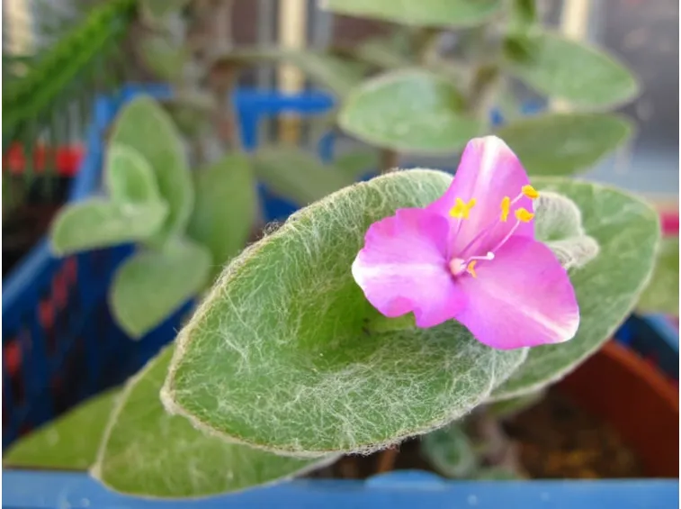 Tradescantia sillamontana