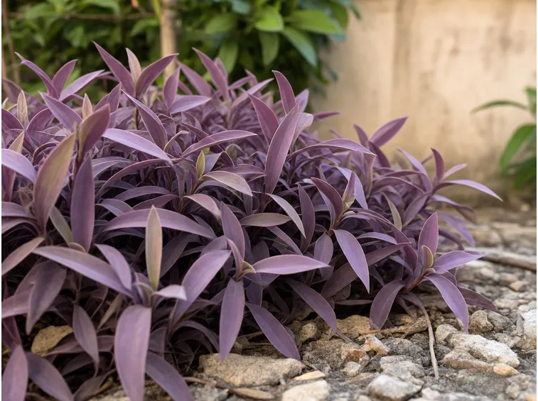 Tradescantia pallida
