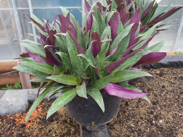 Propagare la tradescantia