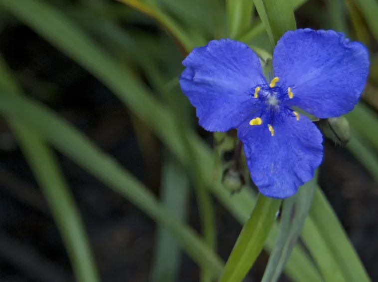 fiori tradescantia