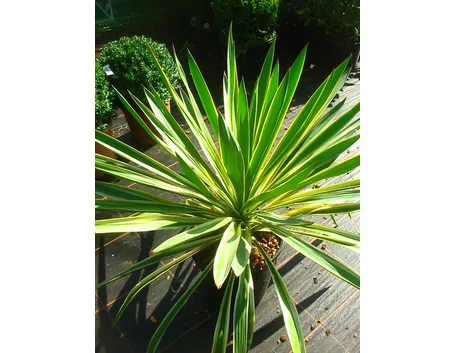 fiori di yucca gloriosa