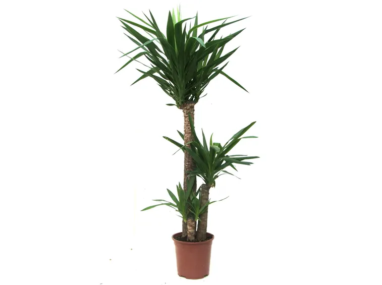 La Yucca come pianta da appartamento