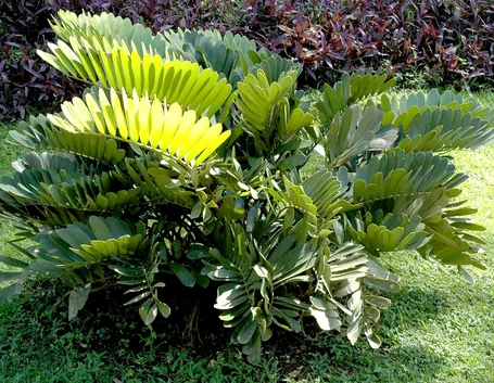 Zamia in piena terra