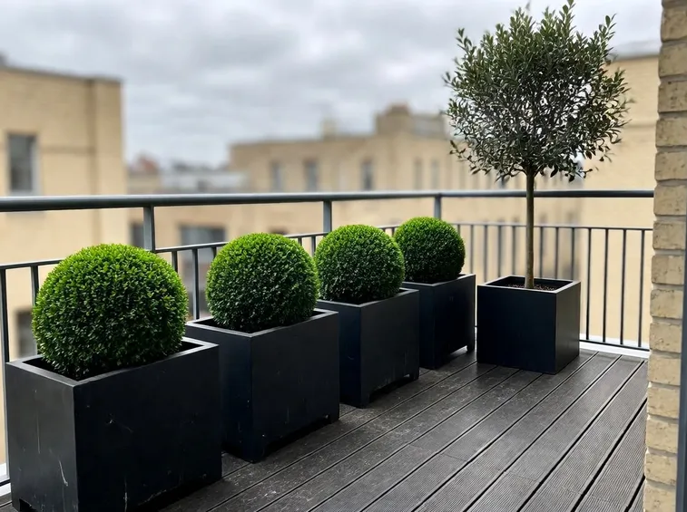 alberi da terrazzo