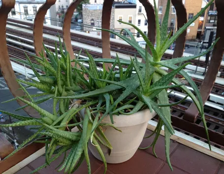 Aloe vera sul terrazzo