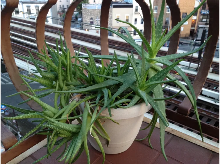 Aloe vera sul terrazzo