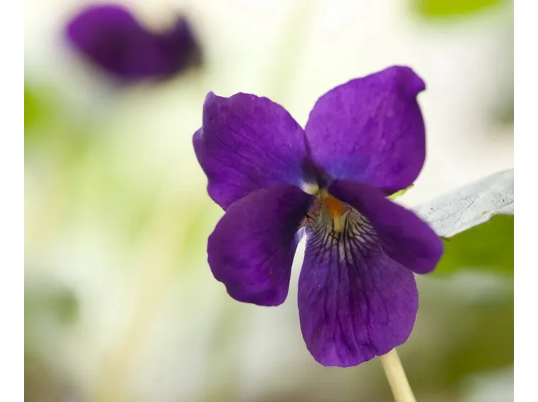 viola