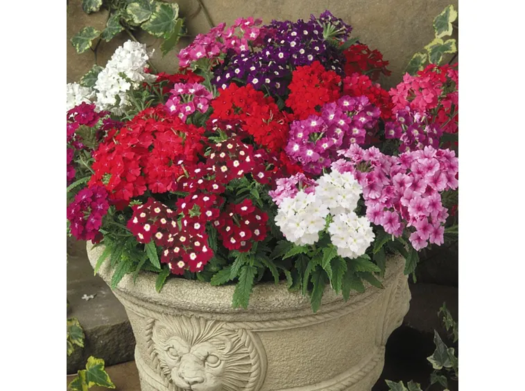 verbena