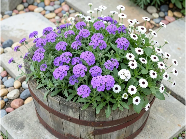 verbena e dimorphoteca