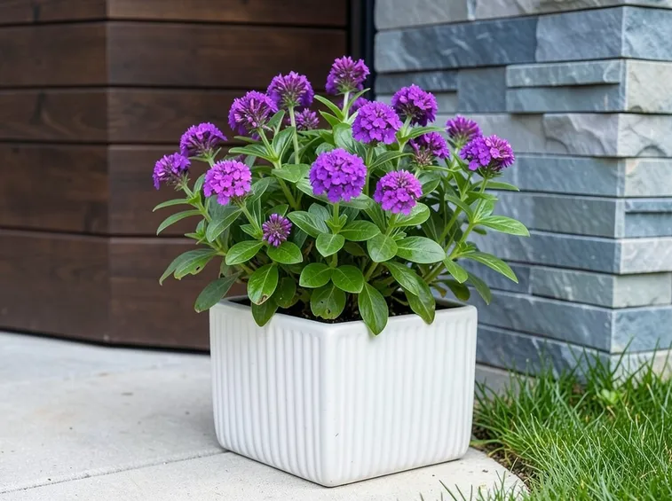 vaso di verbena viola