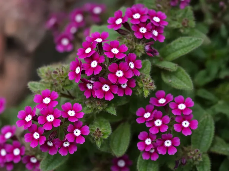 fiori di verbena