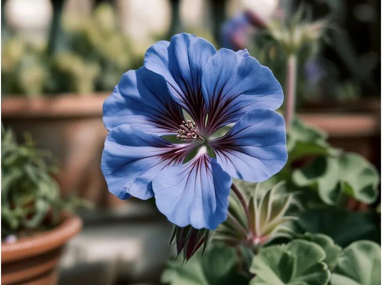 Fiore di geranio blu