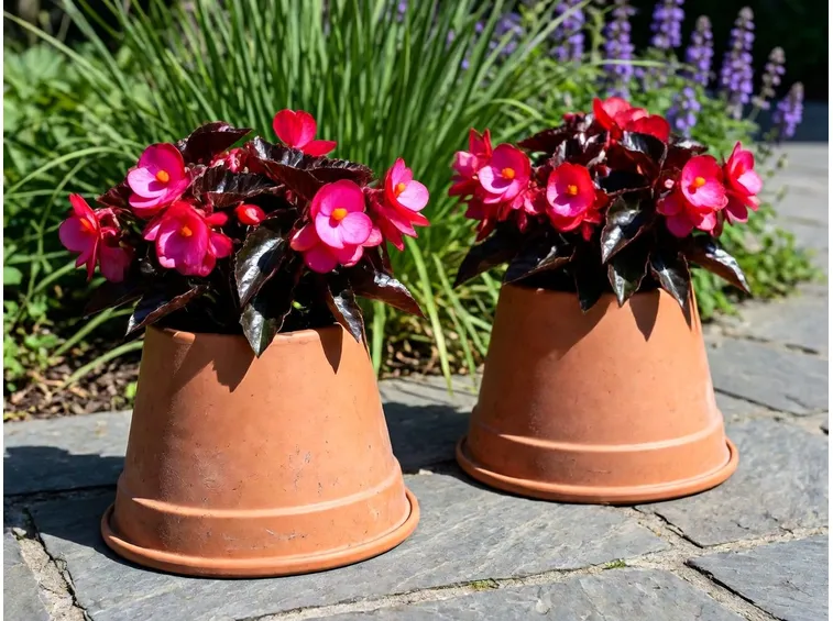 begonia
