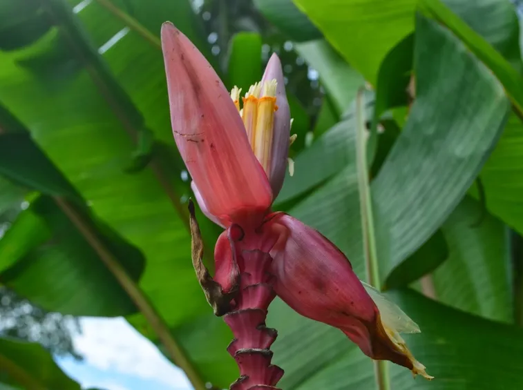 Musa velutina