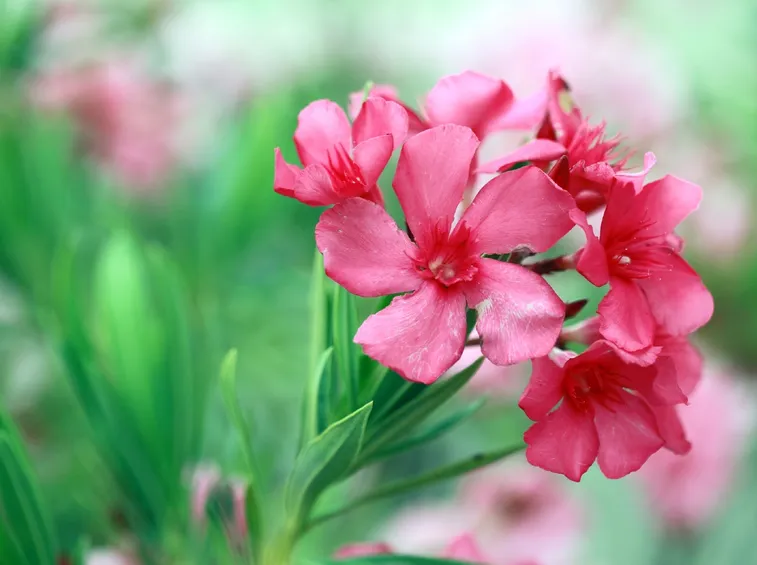 I fiori dell'oleandro