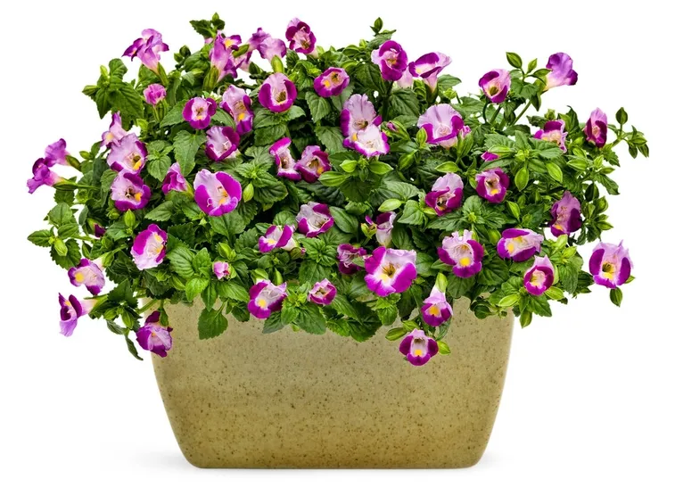 torenia