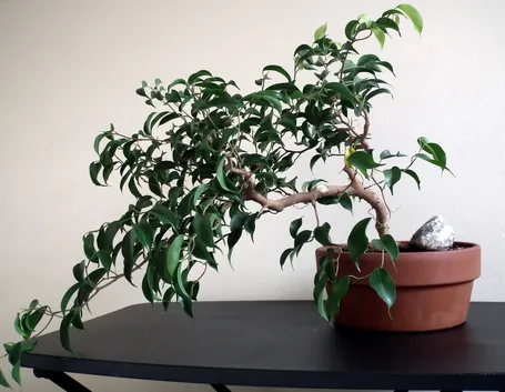 Pianta Ficus Benjamin