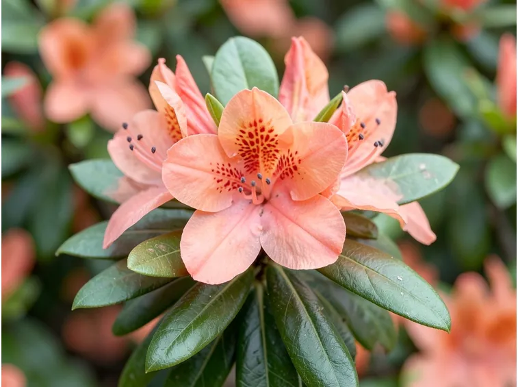 AZALEA DA BALCONE