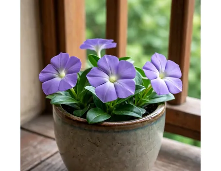 pervinca