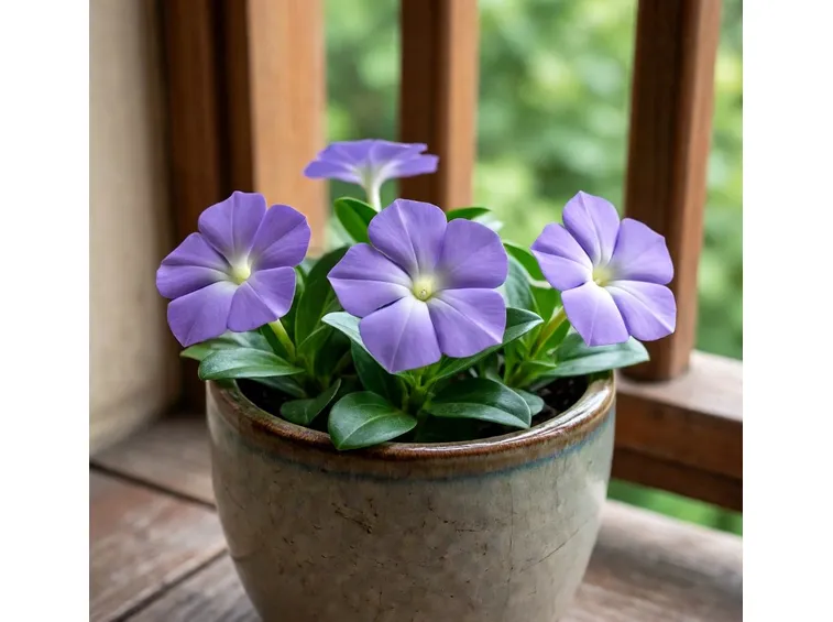 pervinca